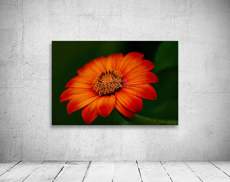 Orange Sunflower  Wall Preview