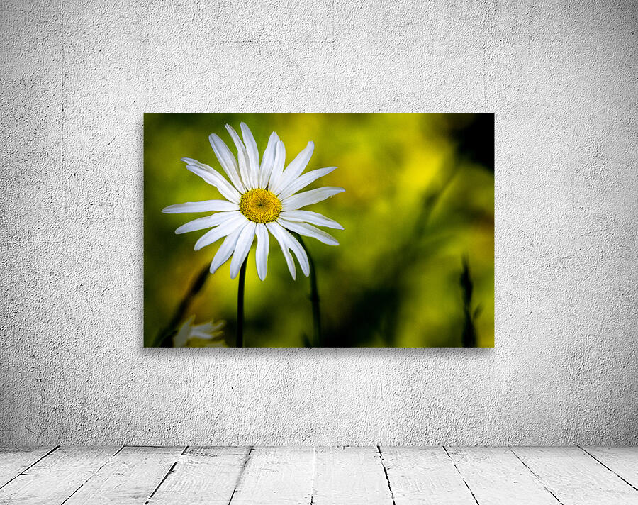 A Solitary Daisy Wall Preview
