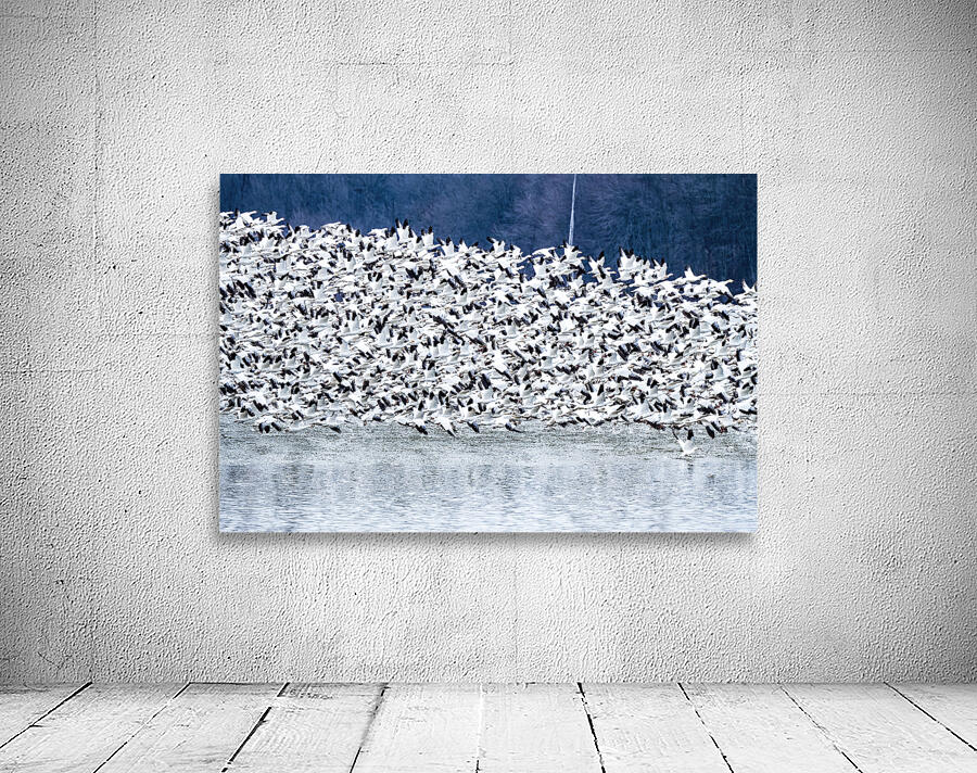 Snow Geese Migration Wall Preview