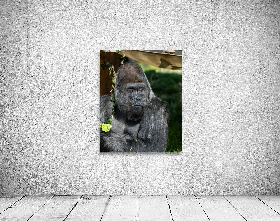 Gorilla Deep in Thought Wall Preview