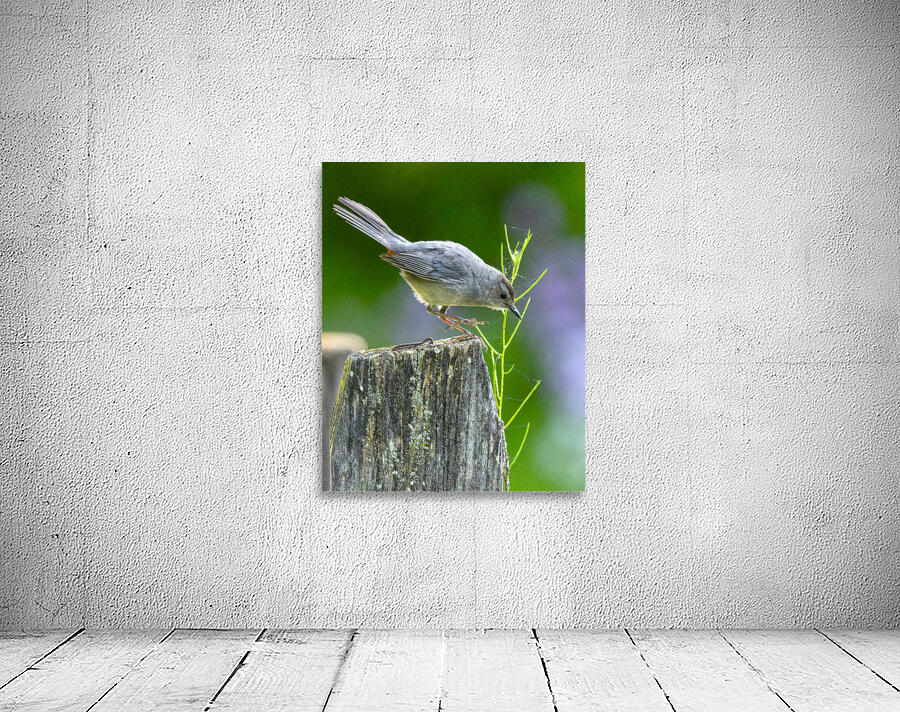 Cat Bird on a Post Wall Preview