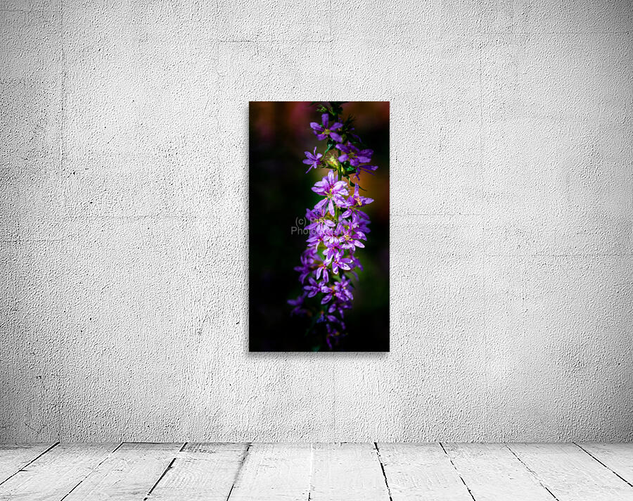 Purple Loosestrife Wall Preview