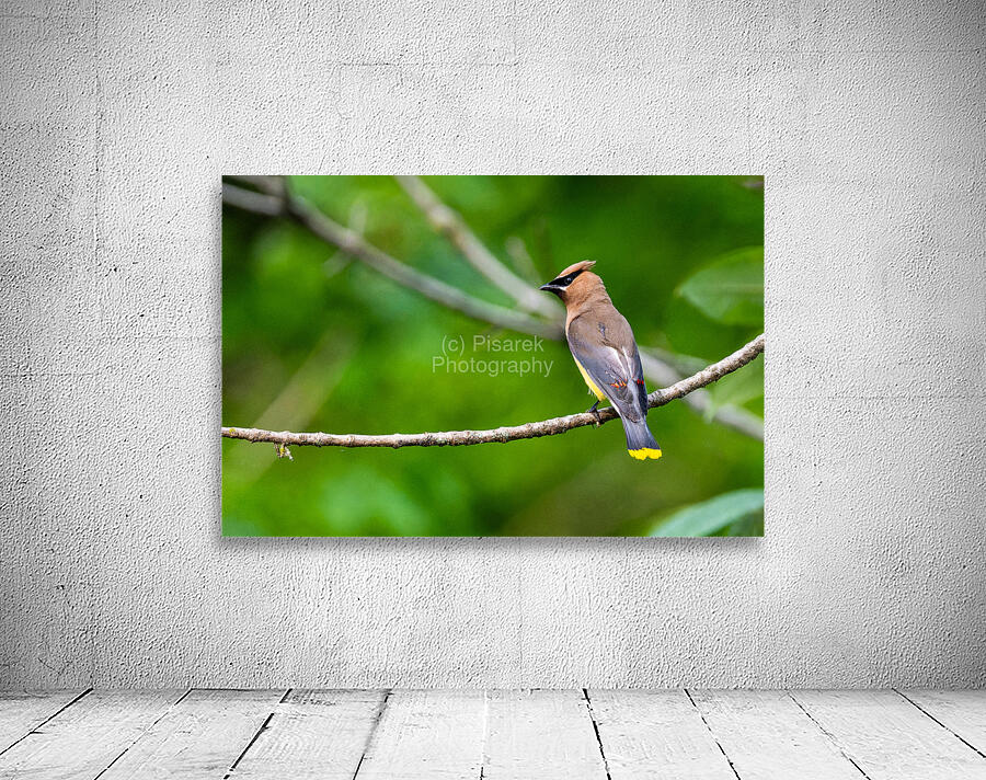 Cedar Waxwing Wall Preview