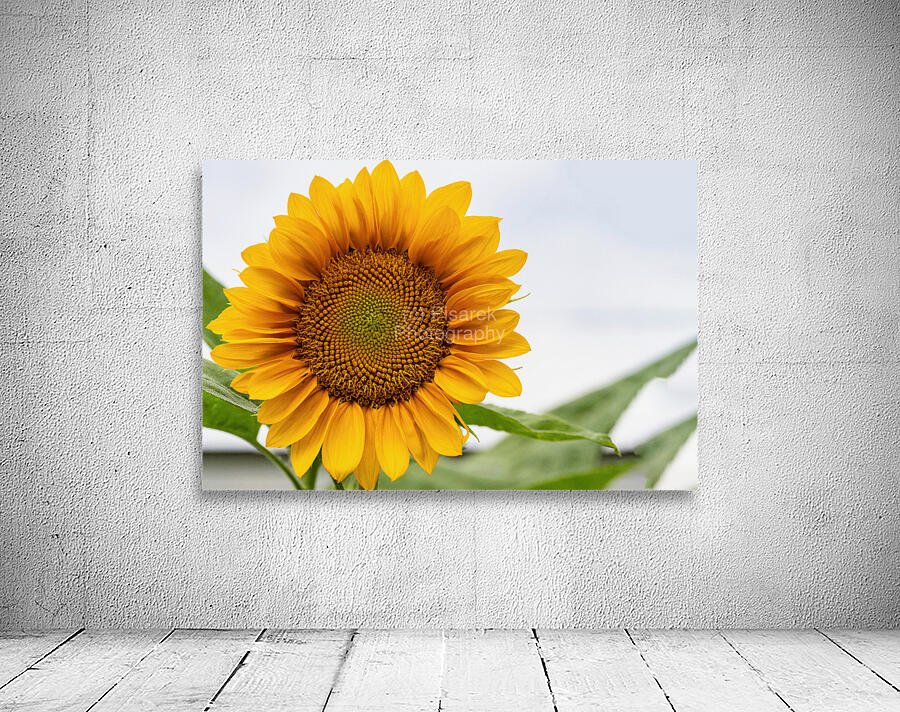 Sun Flower Wall Preview
