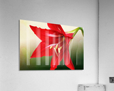 Red Amaryllis Flower 3x2 Acrylic Print