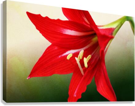 Red Amaryllis Flower 3x2 Canvas Print