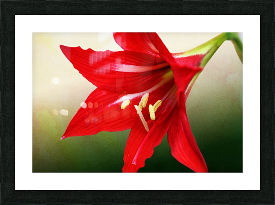 Red Amaryllis Flower 3x2 Picture Frame print