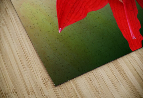 Red Amaryllis Flower 3x2 Studio Dalio puzzle