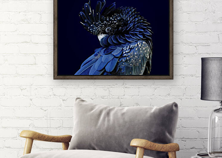 Australian Black Cockatoo Photo Portrait 7x5 by Studio Dalio