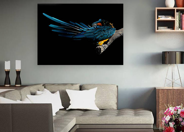 Preening Blue-Throated Macaw 7x5 by Studio Dalio