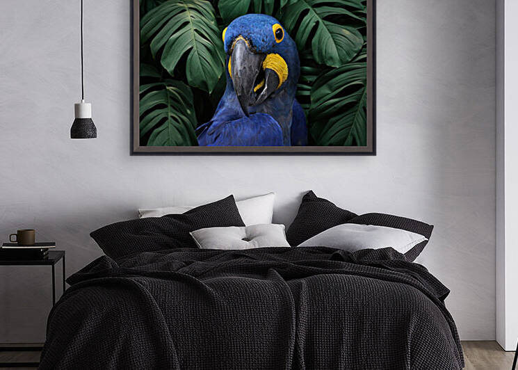 Hyacinth Macaw Amid Monstera Leaves 7x5 by Studio Dalio