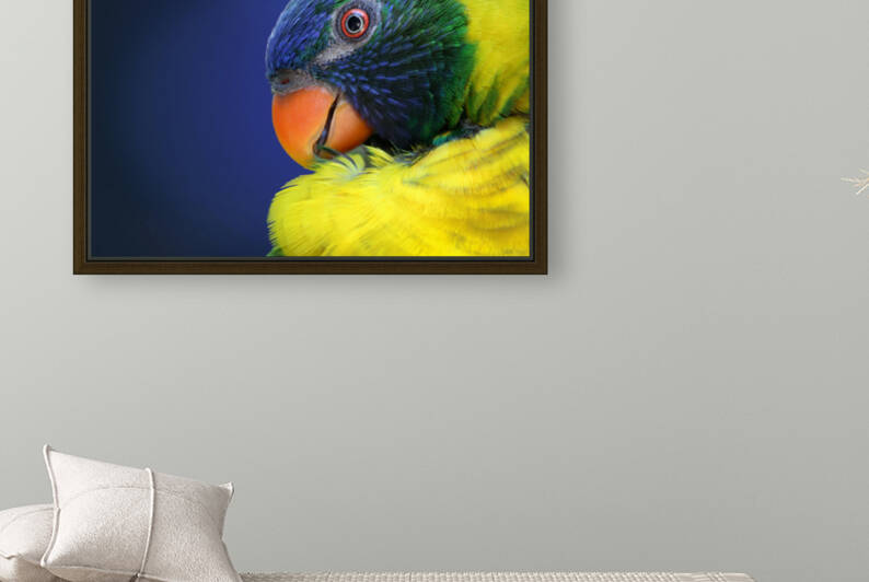 Rainbow Lorikeet Photographic Portrait 3x2 by Studio Dalio