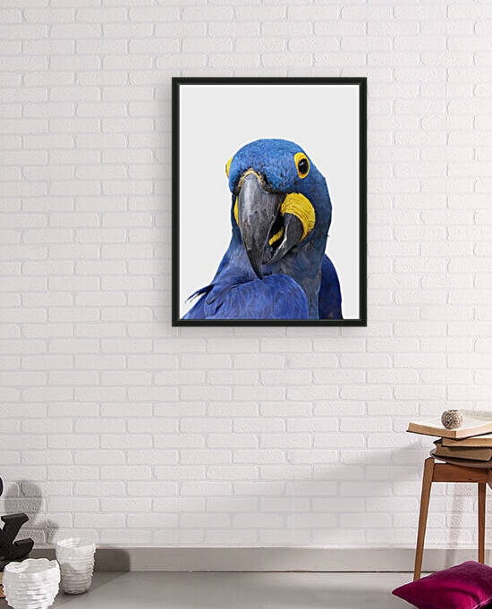Blue Hyacinth Macaw on White 11x14 by Studio Dalio