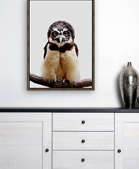 Spectacled Owl on White 5x7 by Studio Dalio