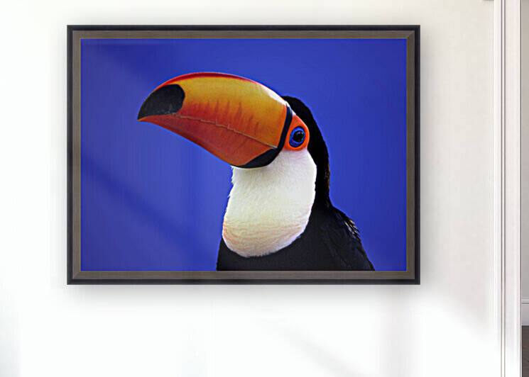 Toco Toucan on Blue 7x5 by Studio Dalio