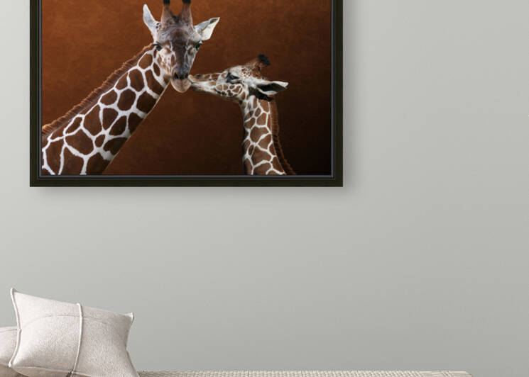 Kissing Giraffes 7x5 by Studio Dalio