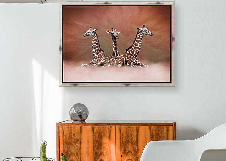 The Watchers - Three Young Giraffes in the Clouds 7x5 by Studio Dalio