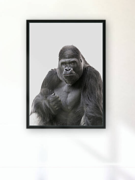 Happy Male Gorilla on White 5x7 by Studio Dalio