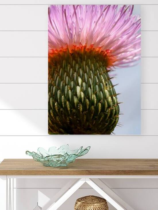 Pink Thistle Flower 5x7 by Studio Dalio