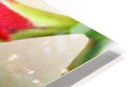 Red Amaryllis Flower 3x2 HD Metal print