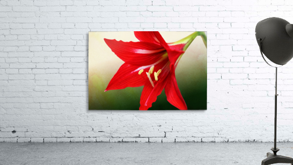Red Amaryllis Flower 3x2 Wall Preview