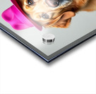  A golden retriever clearly not thrilled Acrylic print