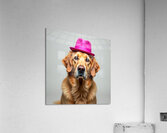  A golden retriever clearly not thrilled Acrylic Print