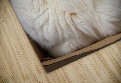 A white cat is chissy puzzle