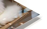 A white cat is HD Metal print
