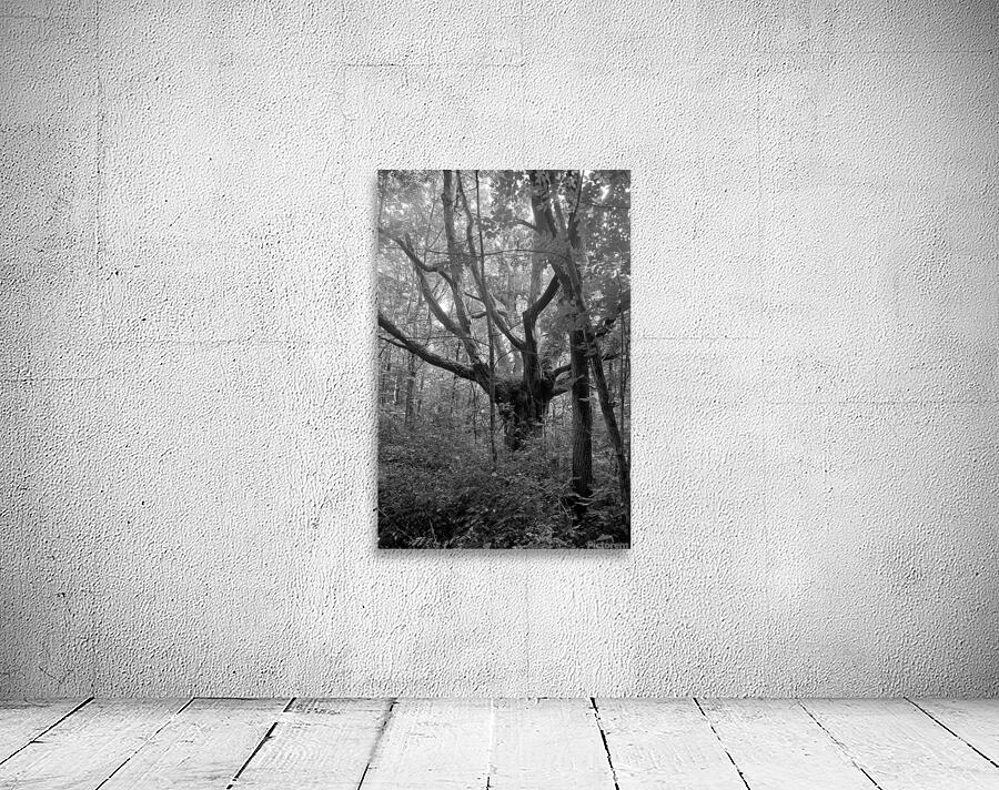 untitled 33 Wall Preview