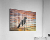 Silhouette Birds Sunset Acrylic Print