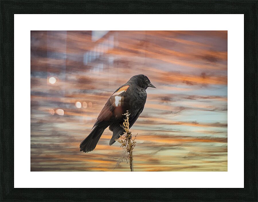 Silhouette Birds Sunset Picture Frame print