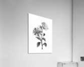 THE SUNFLOWERS Acrylic Print
