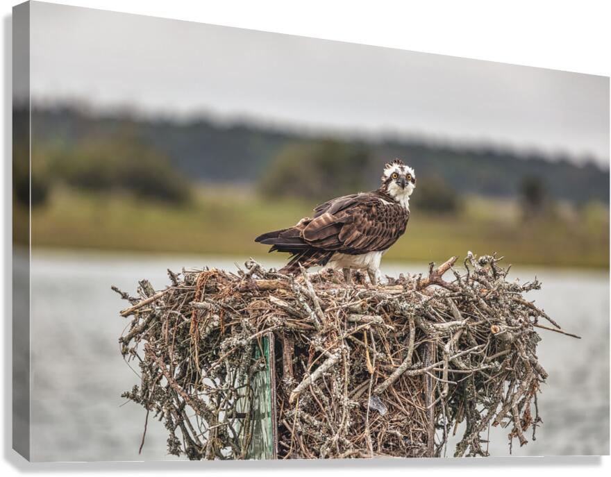 28x18.64 osprey