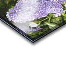 Spring Scentsation Acrylic print