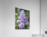 Spring Scentsation Acrylic Print