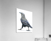 Strutting its Stuff Acrylic Print