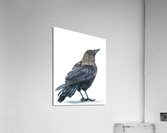 Eye Spy Acrylic Print