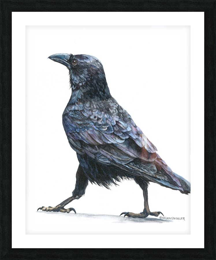 Strutting its Stuff Picture Frame print