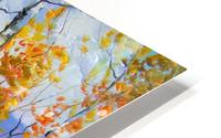 Birch in sunlight HD Metal print