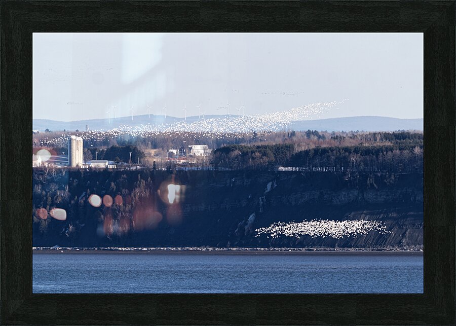 Oies blanches 1 Picture Frame print