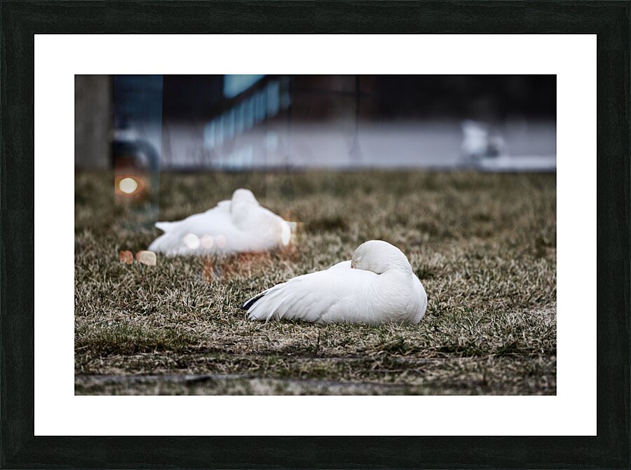 oies blanches 3 Picture Frame print
