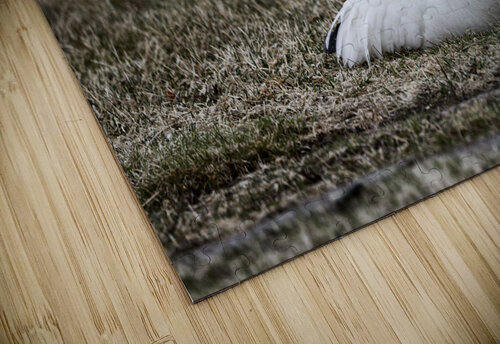 oies blanches 3 Denis Baribault puzzle