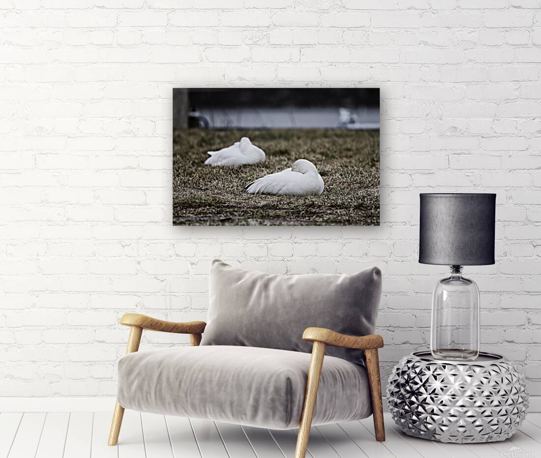 oies blanches 3 Reproduction