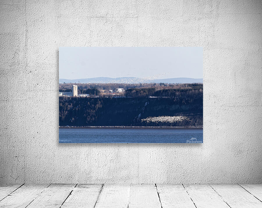 Oies blanches 1 Wall Preview