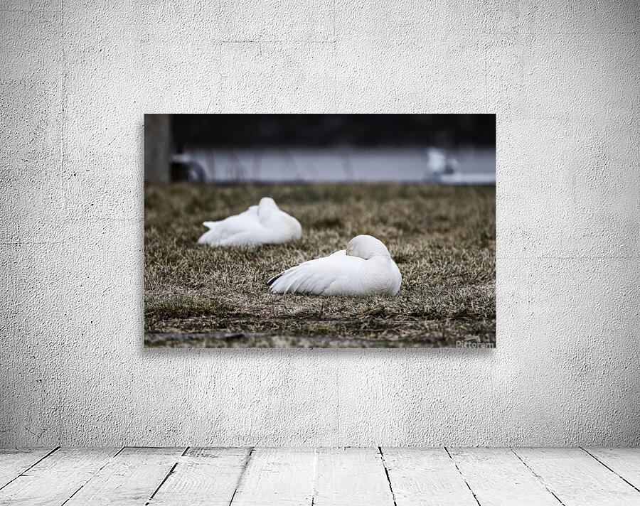 oies blanches 3 Wall Preview