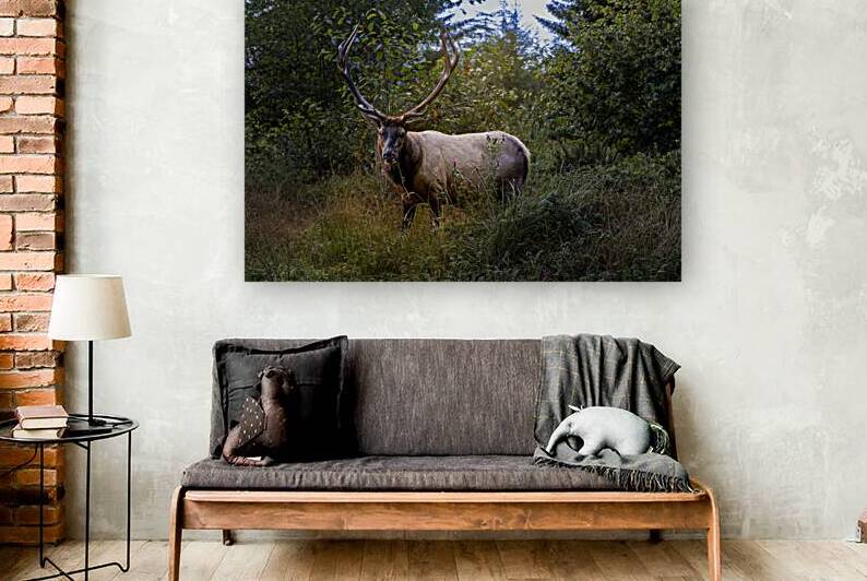 Bull Elk With Bloody Antlers — Redwood National Forest California | Fine Art Print by Michael Klinger Photographer Adventure Photos