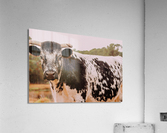 Cow Acrylic Print