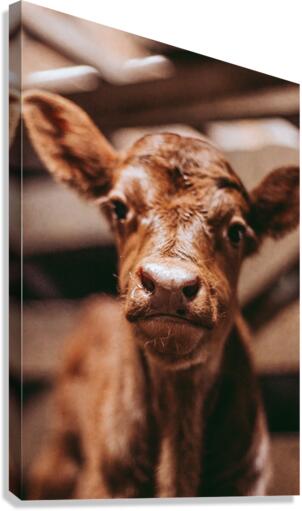 Cute Calf Canvas Print