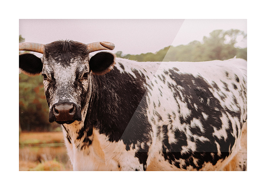 Cow Picture Frame print